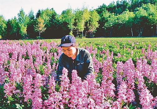 中草药种植鼓起村民“钱袋子”
