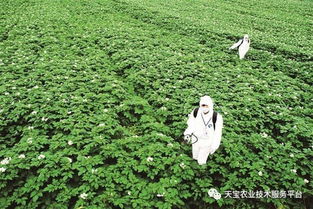 中药材种植除草剂选择指南 守护草药品质的科学农艺