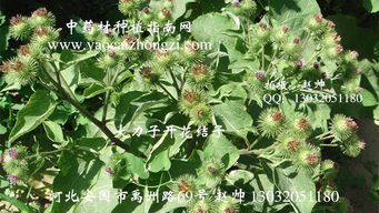 大力子市场火爆 种子、价格与种植指南全面解析