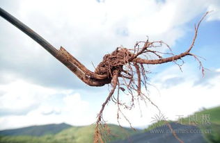 央视再度探秘无限极中草药种植基地 科技与传统共舞，绿色匠心铸就品质