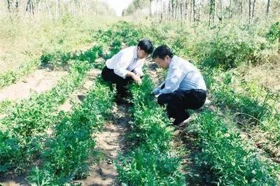 内蒙古通辽 中药材种植 \