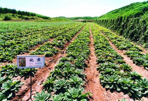 中药材种植与管理技术方法全指南