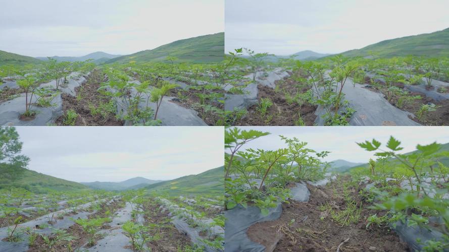 当归中草药种植技术与栽培管理指南