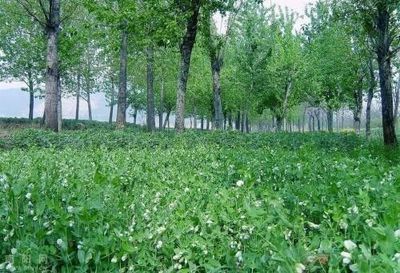 林下种植中药材的六大关键问题解析