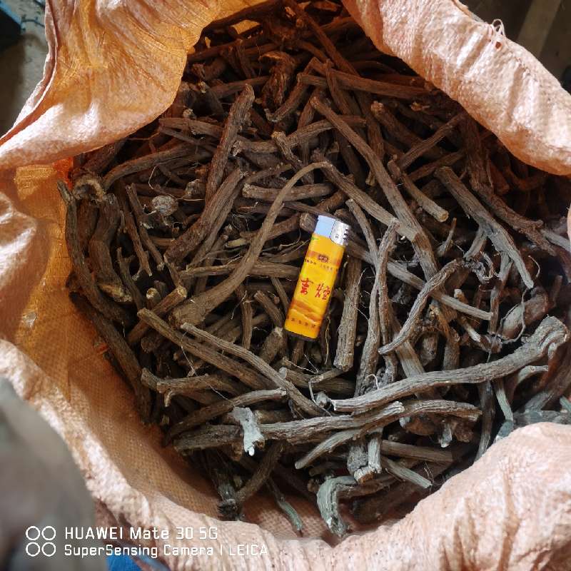 苍山洱海间的本草馈赠——探访洱源县泽忠中药材种植专业合作社木香种植基地