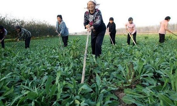 告别玉米，改种这种“普通”中药材，农民一年收入翻几番！