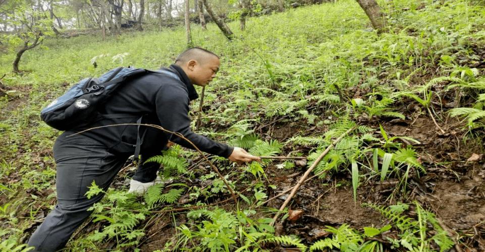 峡谷药香飘万里——贡山县茨开镇中草药种植项目纪实